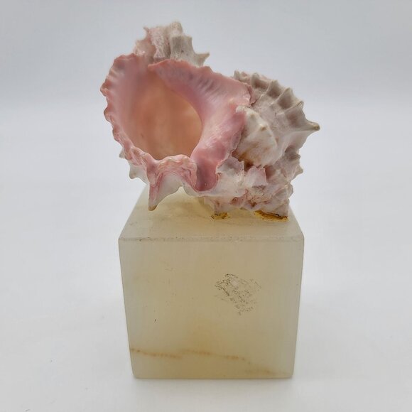 Murex Shell Mounted on Onyx Cube - Picture 5 of 8